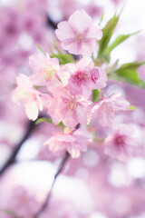 満開の桜の花。河津桜（kawazu-zakura）