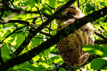 Obraz premium owl on tree