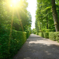 Bright summer sun illuminates the alley in the public park