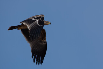 eastern imperial eagle or Aquila heliaca at Jorbeer in Rajasthan, India