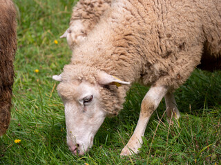 Racka sheep or Hortobagy Rakka sheep is a breed of sheep known for its unusual spiral horns that...