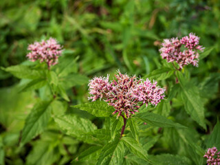 Eupatorium cannabinum is a perennial, downy herb. Occupies moist and floodplain forests, logging sites and stream banks.