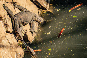 dinosaur in the city 