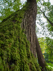 The moss on the tree really grows preferentially from the north side of the trunks, but it is not a 100% guarantee. Perhaps this is true for solitary trees, not in deep forest.