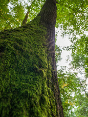The moss on the tree really grows preferentially from the north side of the trunks, but it is not a 100% guarantee. Perhaps this is true for solitary trees, not in deep forest.