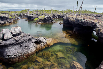 
Las Tintoreras is a small group of islets located near the coast of Isabela Island in the Galápagos. This area is named after the 
