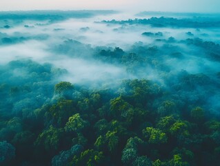 Fototapeta premium Mist-shrouded rainforest canopy viewed from above.