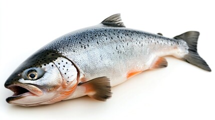Naklejka premium A fish lying down on a white surface