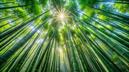 Lush Bamboo Forest with Tall Green Stems and Sunlight Filtering Through the Dense Canopy Above