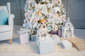 Christmas dog and present box. Cute pet holding the box with Christmas gift. White decorations modern style interior room