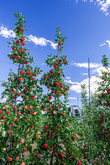 たくさん実ったシナノピッコロ