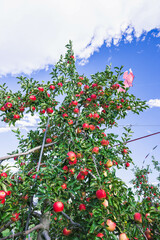 たくさん実ったシナノピッコロ