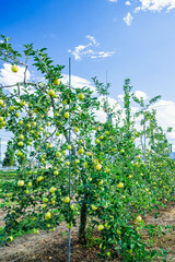 果樹園の実った黄色いリンゴ