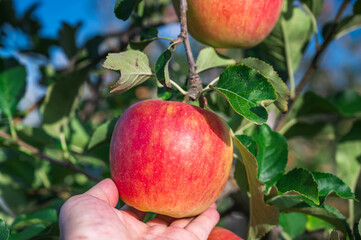手にとったスリムレッド