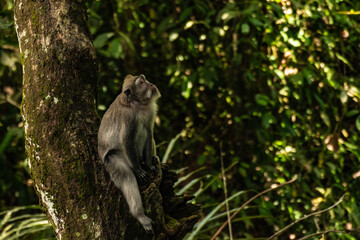 Obraz premium monkey on the tree 