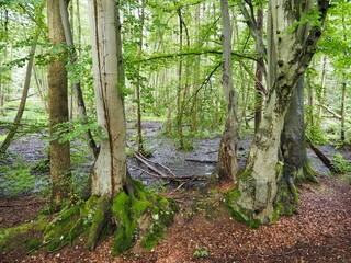 Sumpflandschaft im Wald mit Bäumen und Wasser