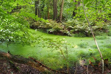 Sumpflandschaft im Wald mit B&auml;umen und Wasser