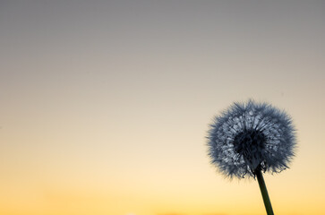 dandelion against evening sky