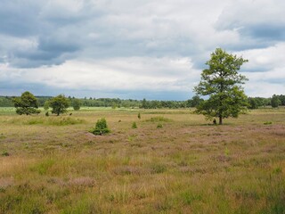 Heide Landschaft in einem Naturschutzgebiet