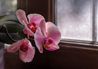 pink orchids on the background of the window