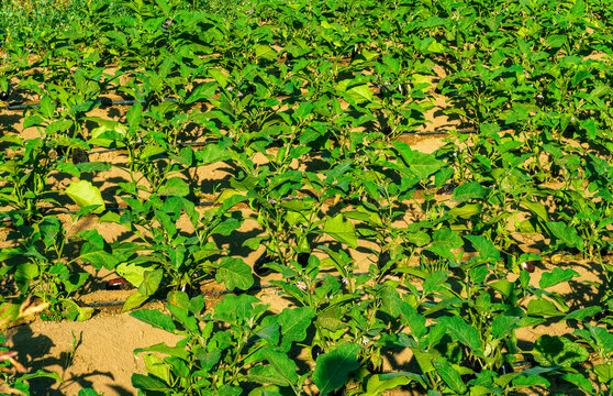 beautiful farmland landscape with green rows of plants and vegetables on a spring or summer farm field , rural natural background