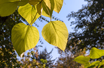 autumn leaves of catalpa aurea on a blue sky background in sunlight
