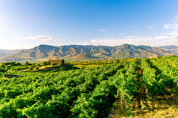 green rows of wineyard with grape on a winery during sunset with amazing mountains and clouds on...