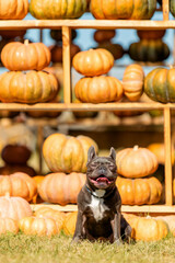 Cute French Bulldog Surrounded by Pumpkins. Halloween. Thanksgiving. Harvest.