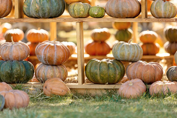 Assorted Colorful Pumpkins on Display in Autumn