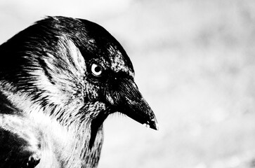 close up of a crow