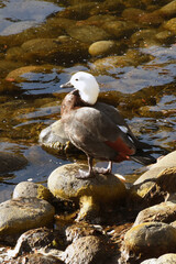 female paradise shelduck (tadorna variegata) is a large goose-like duck endemic to New Zealand, seen in wildlife on Milfors Sound