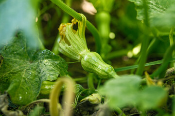 Little young pumpkins on the bush