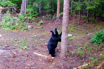 Black Bear Climbing a Tree in Canadian Forest – Wildlife in Natural Habitat