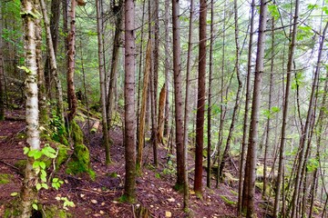 Obraz premium Dense Forest with Tall Trees and Mossy Floor