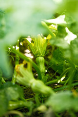 Little young pumpkins on the bush