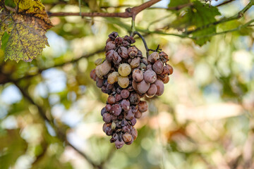 Close up shot of a diseased grape cluster. Grape anthracnose.