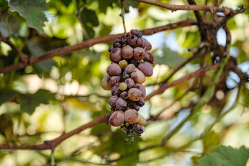 Close up shot of a diseased grape cluster. Grape anthracnose.