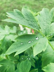 water drops on leaf