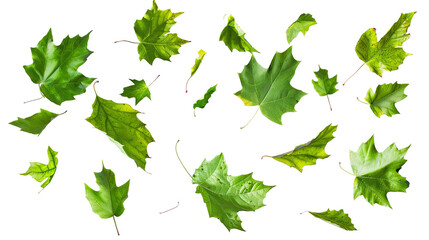 Falling Green Maple Leaves Isolated On White Background Autumn Foliage Nature Season Change Freshness Organic Collection Design Element Vibrant Colorful Botany Growth PNG Cut Out Image