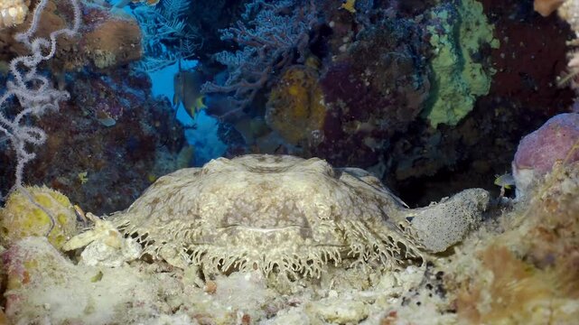 Underwater coral reef with little tropical fish and Carpet shark - Wobbegong (Orectolobidae). Beautiful living coral gardens and lots of fish swim and feed in the clear transparent blue sea.