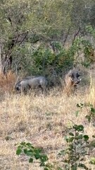 Fototapeta premium beautiful africa