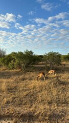 Fototapeta premium beautiful africa