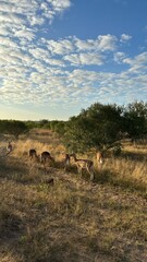 beautiful africa