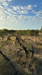 Fototapeta premium beautiful africa