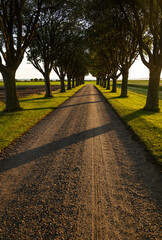 Fototapeta premium Tree lined country road