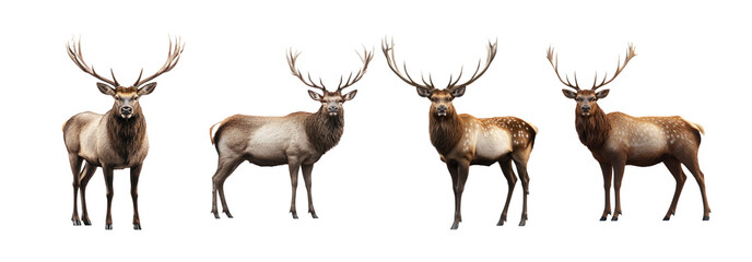 Naklejka premium Majestic Deer with Antlers in Various Poses
