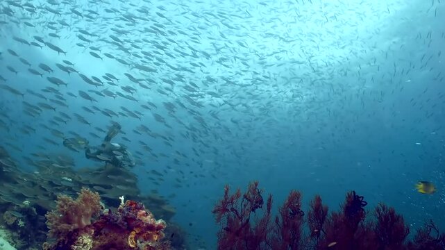 Coral reef underwater. Flock of small beautiful reef fishes at the bottom of the sea.