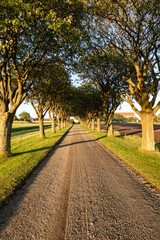 Tree lined country road