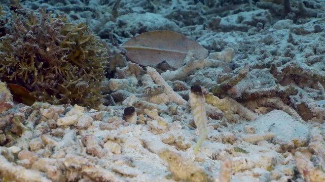 Two little fish at the bottom of the sea. Two Yellowbarred Jawfish (Opistognathus randalli) fights for the nest