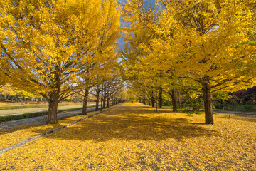 黄金色のイチョウの絨毯1
